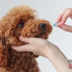 Medicamentos veterinarios: soluciones para un mercado en expansión